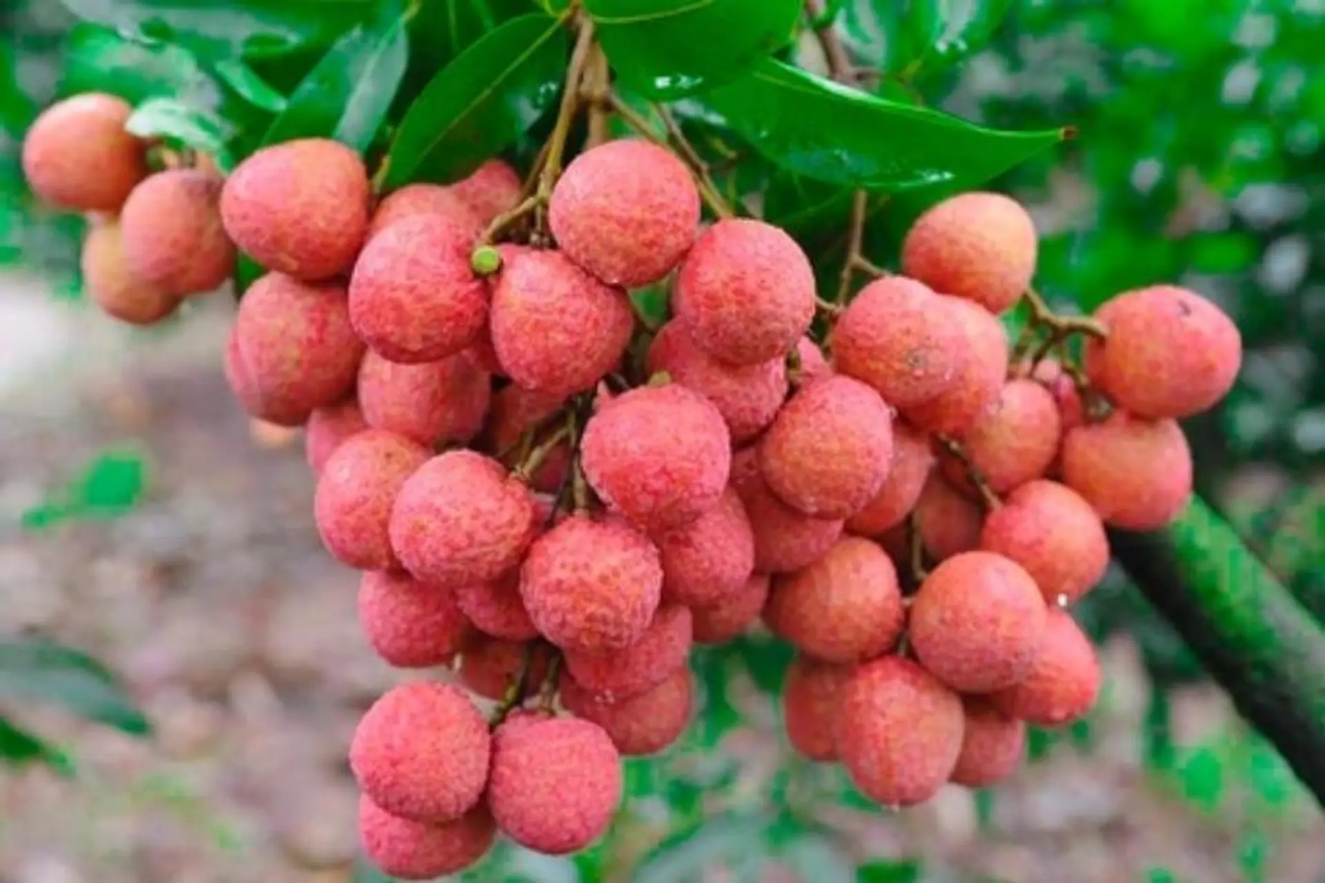 Báo In Địa Phương: Cầu Nối Vàng Cho Các Chiến Dịch Xúc Tiến Thương Mại Và Nông Sản Đặc Vùng